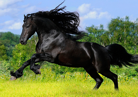 donde comprar shampoo de caballo