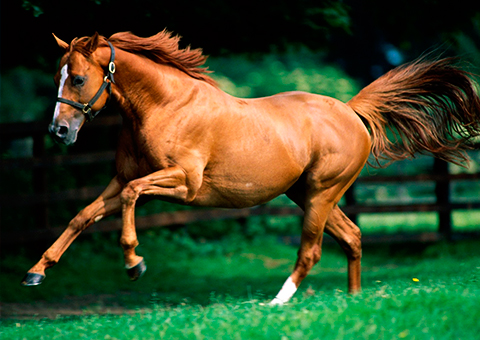 donde comprar shampoo de caballo