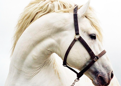 donde comprar shampoo de caballo