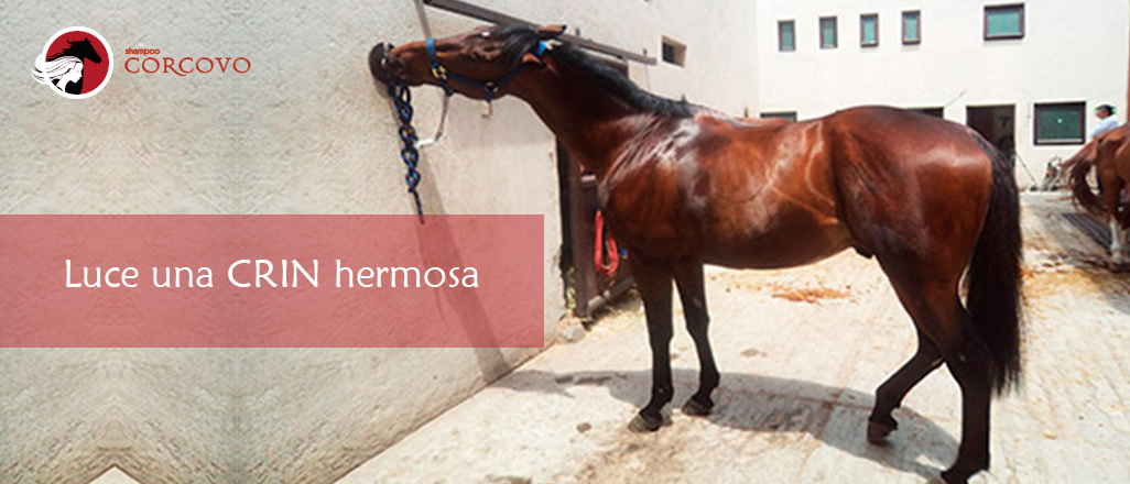 Shampoo para caballo uso veterinario